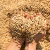 Latest Paddy Price Today: Live Mandi Bhav Updates