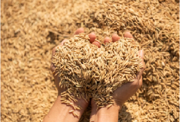 Latest Paddy Price Today: Live Mandi Bhav Updates